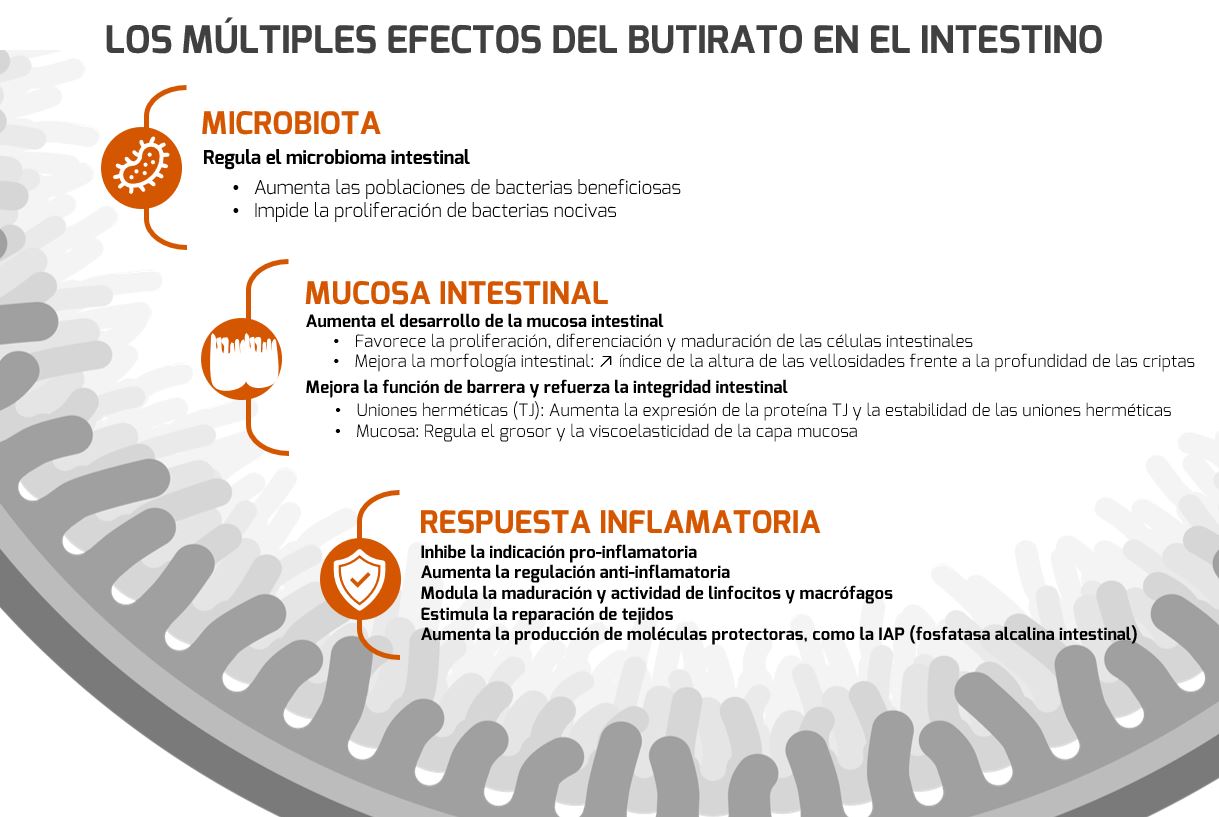 3 Motivos Por Los Que Deberia Utilizar Butirato Adisseo 0693